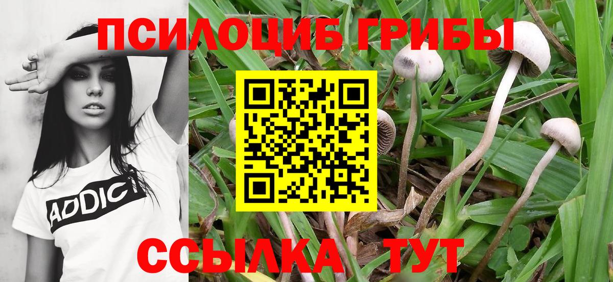Галлюциногенные грибы Psilocybine cubensis Людиново